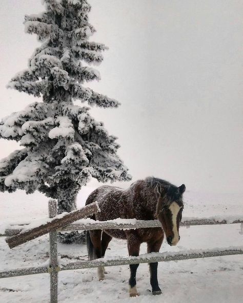 Farm In Winter, Horse In Snow, Horses In Snow, I Smell Snow, Winter Horse, Equestrian Aesthetic, Horse Aesthetic, Winter Mood, I Love Winter