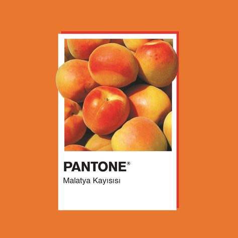 Pantone Türkiye Pantone Art Print, Pantone Design Graphics, Pantone Graphic Design, Colour Campaign, Pantone Illustration, Pantone Design, Pantone Art, Color Concept, Church Design