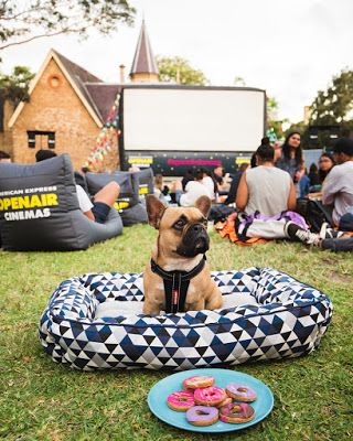 Dog-friendly Openair Cinema Perth - March 9 | Australian Dog Lover Australian Dog, Dog Spa, Dog Grooming Salons, Backyard Movie Nights, Dog Cafe, Outdoor Cinema, Craft Fairs Booth, Backyard Movie, Travel Club