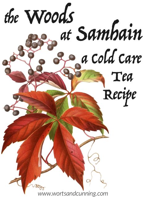 I feel that the best way to treat a cold is to prevent one. But when I do  catch a cold I try to work with my body’s natural healing mechanism to  clear out viruses and infections. I do that by reaching for herbs that help  strengthen immunity and support my ability to self-heal. When autumn and Samhain Tea Blend, Samhain Tea Recipe, Samhain Herbs, Agastache Foeniculum, Elder Berry, Wood Betony, Healing Teas, Anise Hyssop, Witches Tea