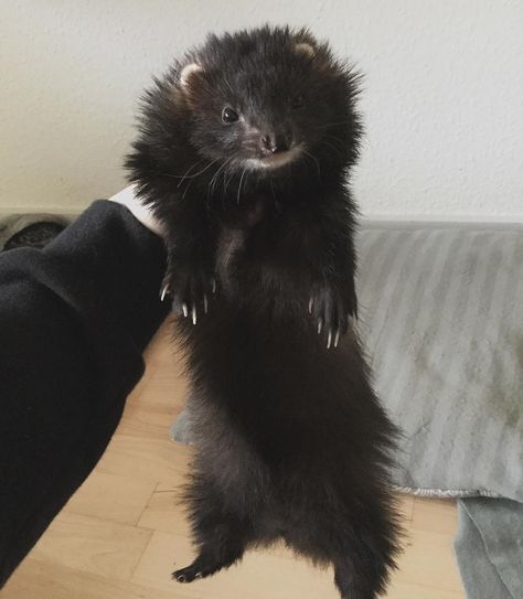 Ferret Fursona, Black Ferret Aesthetic, Ferret Aesthetic, Black Ferret, Emo Ferret, Angora Ferret, Ferret Pictures, Ferret Cute Aesthetic, Ferret White