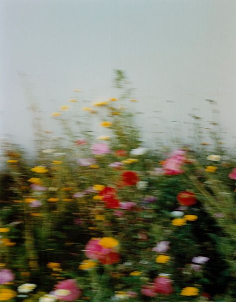 Italy Photography, Jolie Photo, Commercial Photography, Film Photography, How To Take Photos, Art Forms, Photography Inspiration, Wild Flowers, Cool Photos