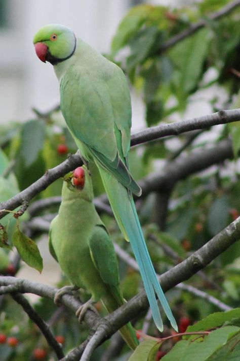 Darwin comes to town: how cities are creating new species Ring Neck Parakeet, Nunhead Cemetery, Owl Monkey, Parakeet Art, Alexandrine Parrot, Ring Necked Parakeet, Ring Neck, Parrots Art, Bird Aviary