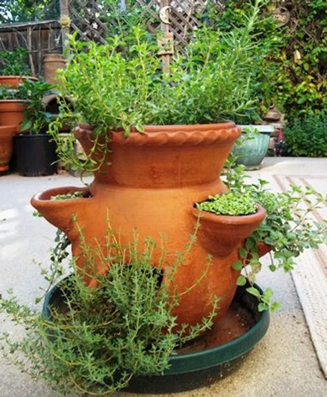 Growing Herbs in a Strawberry Pot - FineGardening Terracotta Strawberry Planter Ideas, Strawberry Pot, Strawberry Pots, Strawberry Planters, Garden Design Plans, Fine Gardening, Culinary Herbs, Garden Containers, Spring Photos