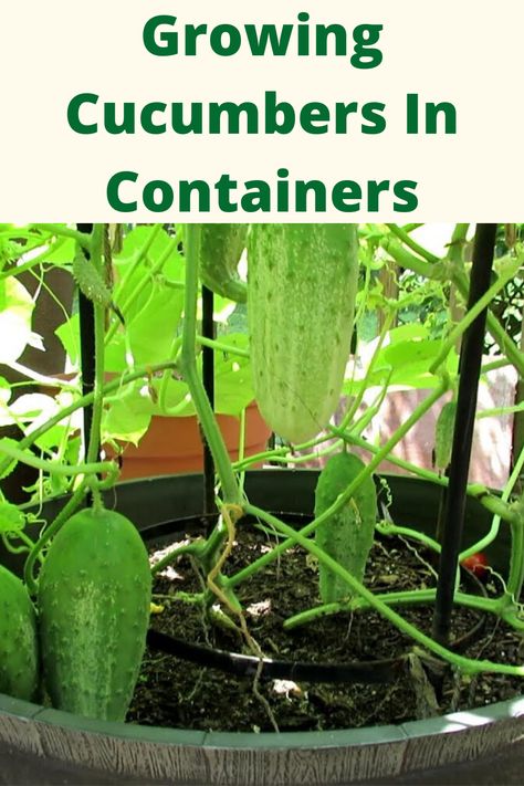 Cucumbers Growing, Gemüseanbau In Kübeln, Cucumber Gardening, Growing Vegetables In Pots, Cucumber Plant, Growing Cucumbers, Vegetable Garden Diy, Home Grown Vegetables, Plant Problems