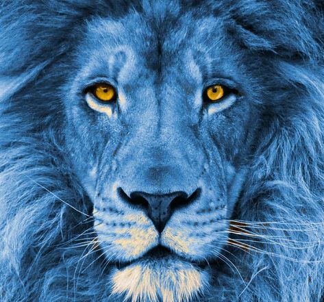 Blue lion – Emerging From The Dark Night Lion Aesthetic, Blue Lion, Lion, On Instagram, Blue, Instagram