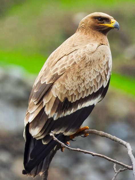 Steppe eagle, Chamba, Himachal Pradesh PC - Praveen Kumar #india #bharat #nature #hindustan #birds #birding #birdwatching #birdphotography #Chamba #himachal #himachalpradesh Steppe Eagle, Eagle Photography, Himachal Pradesh, Birdwatching, Art Inspiration, Birds, India, Photography, Animals