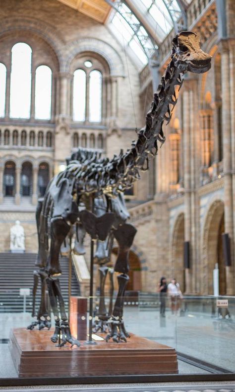 ‘Dippy’ the Diplodocus is coming to the Ulster Museum, Belfast, in 2018. Giant Dinosaur, Norwich Cathedral, Fossil Hunting, National Geographic Kids, Visit Ireland, Prehistoric Animals, History Museum, North Africa, Belfast