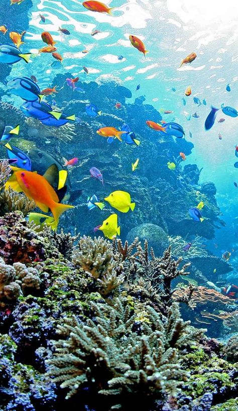 Colourful Wallpapers, Ocean Underwater, Under The Ocean, Beautiful Sea Creatures, Fish Wallpaper, Ocean Wallpaper, Beautiful Fish, Ocean Creatures, Ocean Animals