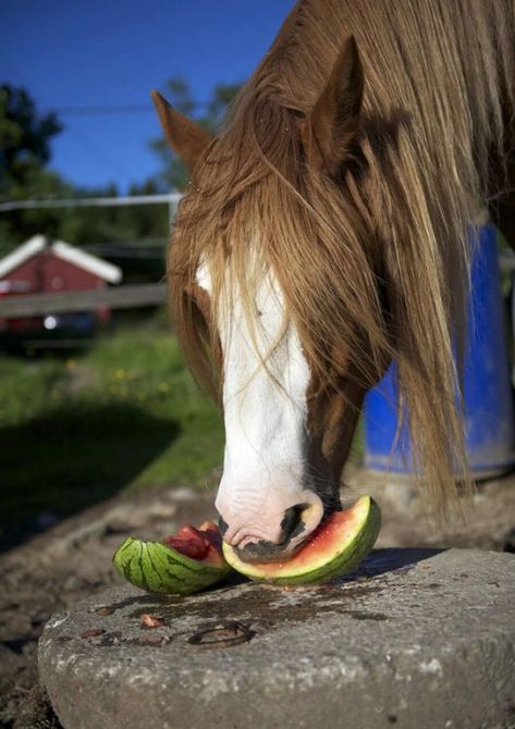 Eating Watermelon, Watermelon Rind, Watermelon Seeds, Watermelon Juice, Well Balanced Diet, Horse Health, Dental Problems, Horse Lovers, Horse Love