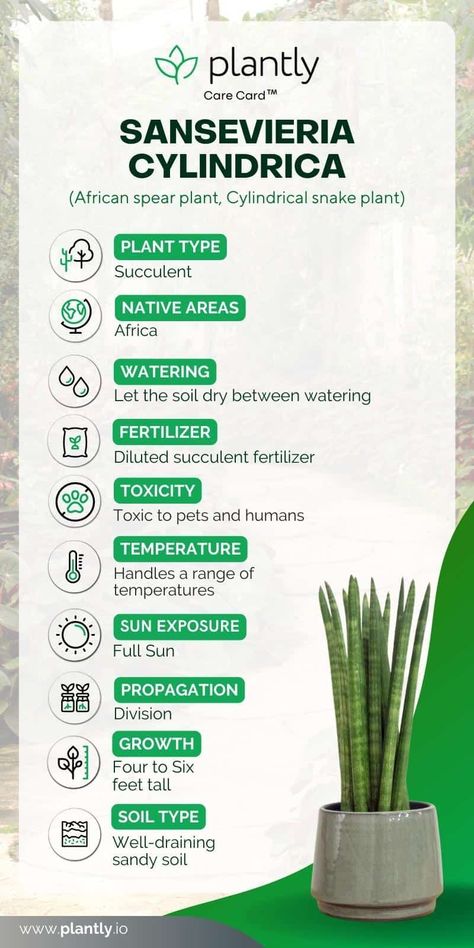 Sansevieria Cylindrica Plant Care | Plantly Cylindrical Snake Plant, Succulent Fertilizer, Sansevieria Cylindrica, Plant Care Guide, Snake Plant Care, Sansevieria Plant, Plant Book, Succulent Soil, Plant Diseases