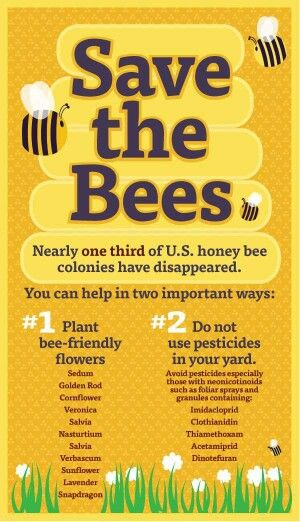 Importante! Honey Bee Facts, Environment Issues, Backyard Bee, Bee Friendly Garden, Raising Bees, Bee Colony, Backyard Beekeeping, I Love Bees, Bee Keeper