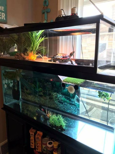 Cool Turtle Tanks, Turtle Tank Aesthetic, Aesthetic Turtle Tank, Pet Turtle Tank, Water Turtle Tank Ideas, 75 Gallon Turtle Tank Ideas, Small Turtle Tank, Aquatic Turtle Tank Ideas, Turtle Aquarium Ideas