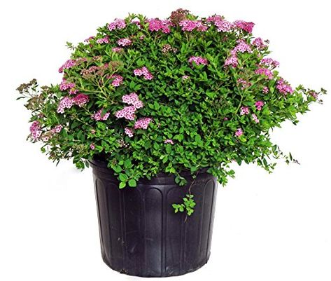 Pruning Incrediball Hydrangea, Spirea Plant, Incrediball Hydrangea, Spirea Shrub, Buy Plants Online, Full Sun Plants, Planting Shrubs, Garden Shrubs, Sun Plants