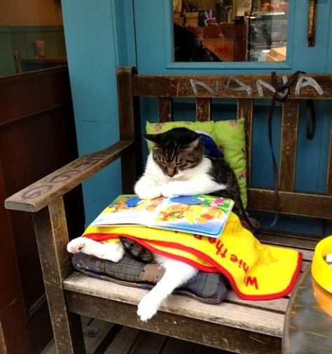 Pictures of a fat cat reading a book outside a café in Shimokitazawa (Tokyo), Japan. See all the pictures of this fat cat at http://www.traveling-cats.com/2013/11/cat-from-shimokitazawa-japan.html (fat cats, cat reading a book, pictures of fat cats, Shimokitazawa pictures, Shimokitazawa Tokyo, Shimokitazawa café) Humor Animal, Cat Reading, Cat Sitting, Book Bag, Funny Animal Pictures, Crazy Cat Lady, Bones Funny, Crazy Cats, Cat Pics