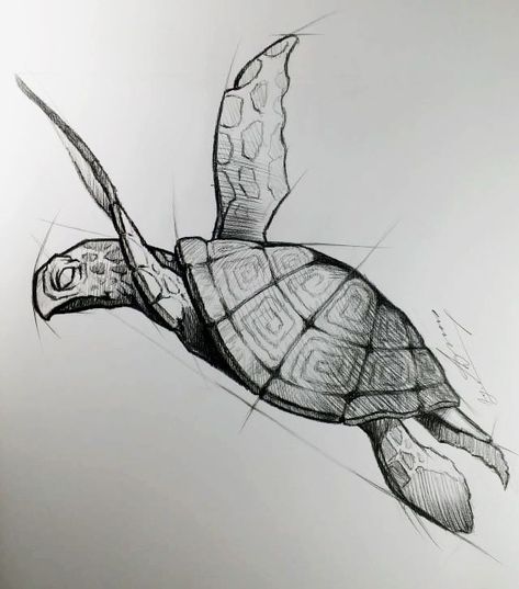 Turtle Tattoo Sketch, Turtle Pencil Drawing, Turtle Sketch Pencil Drawings, Sea Turtle Drawing Sketches, Pencil Art Drawings Animals, How To Draw A Turtle, Animal Art Drawing Sketches, Sea Animal Sketches, Sketch Turtle