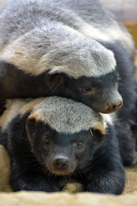 Honey Badgers | Honingdas of Ratel (Mellivora capensis) | Cologne, Germany. Conservation status:  Least concern Honey Badgers, Black And White Animals, White Animals, Dangerous Animals, Honey Badger, Marine Mammals, African Wildlife, African Animals, Animal Photo