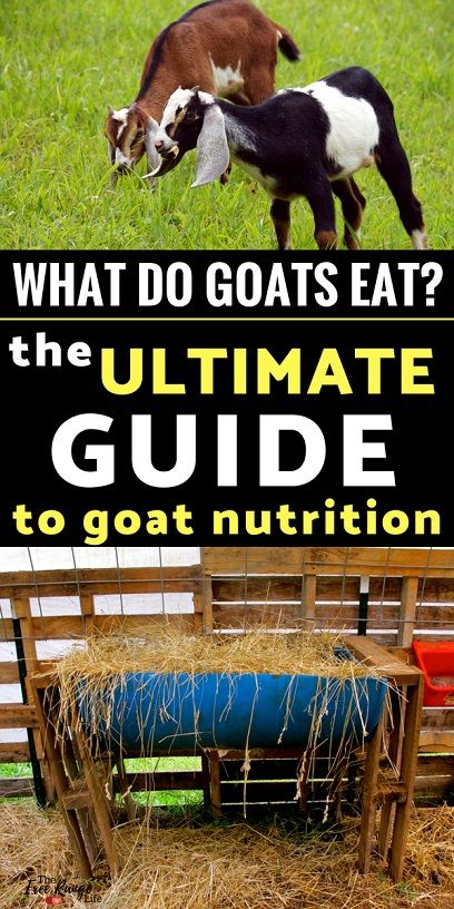 Goat Food List, Boer Goats Raising, Goat Hacks Diy, Goat Keeping Ideas, What Do Goats Eat, Raising Meat Goats, Homemade Goat Feed, What To Feed Goats, Goat Care For Beginners