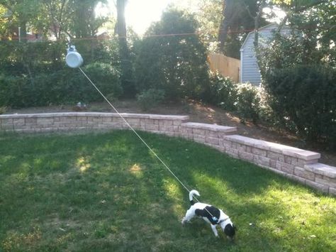 Make an arial dog run more enjoyable? Dog Zip Line Backyard Diy, Dog Lead For Yard, Dog Cable Run Ideas, Dog Trolley Run Ideas, Dog Tie Out Ideas Backyard, Dog Runner Ideas Backyard, Dog Tie Out Ideas, Dog Zip Line, Dog Runner