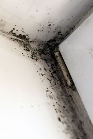 How to Remove Black Mold Remove Black Mold, Homemade Toilet Cleaner, Clean Baking Pans, Black Mold, Mold In Bathroom, Hardwood Floor Cleaner, Cleaning Painted Walls, Bob Vila, Glass Cooktop