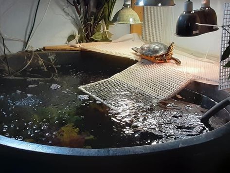 Turtle Stock Tank, Turtle Tub, Aquatic Turtle Habitat, Pond Habitat, Turtle Terrarium, Indoor Pond, Turtle Aquarium, Turtle Care, Turtle Homes