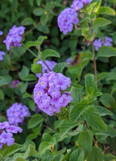 Purple Lantana, Purslane Plant, Plantas Exterior, Lantana Flower, Front Yard Plants, Flower Board, Flower Varieties, Plant Aesthetic, Plant Combinations