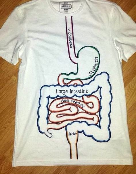 Digestive System Project, Digestive System Model, Body Systems Project, Human Body Projects, Human Body Science, Human Body Activities, Human Body Unit, The Digestive System, Human Body Systems