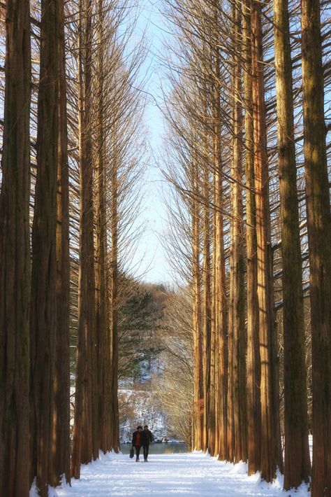 Nami Island Autumn, Famous Trees, Nami Island, Korean Winter, Korea Travel, Island Tour, Tree Line, Best Seasons, Travel Information