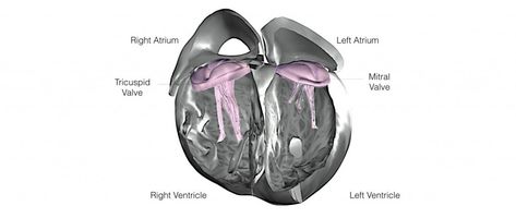 SVT EP Study & Ablation - One Heart Cardiology Normal Sinus Rhythm, Tricuspid Valve, P Wave, Heart Rhythm, Mitral Valve, Normal Heart, Parts Of The Heart, Heart Rhythms, Heart Function