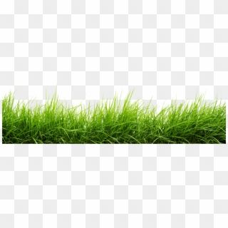 Grass Png For Editing, Grass Png Hd, Rumput Png, Display Pictures For Whatsapp, Grass Png, Grass Vector, Green Grass Background, Tree Photoshop, Oil Painting Background