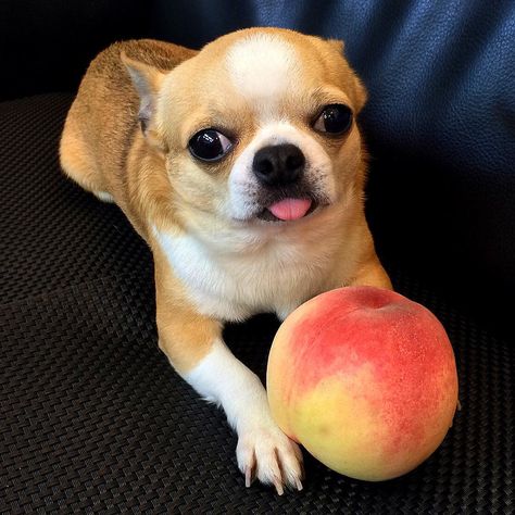 Just Peachy - cute puppy ... @tora_tama Teacup Chihuahua, Shiba Inu Dog, Chihuahua Love, Best Funny Pictures, Animals Friends, Pets Cats, Funny Dogs, Animal Pictures, Fur Babies