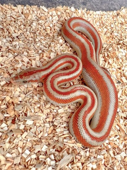 Rosy Boa Snake, Rosy Boa, Danger Noodles, Snake Turtle, Rat Snake, Pretty Snakes, Dream Pet, Ball Pythons, Cute Snake