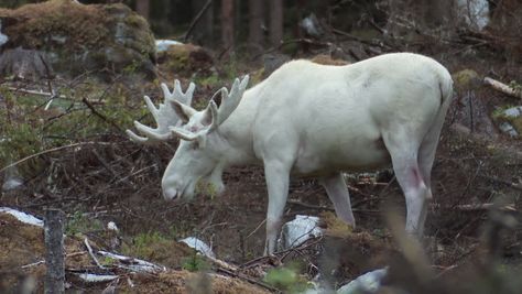 White moose feasting on plants. Moose Aesthetic, Natalie Yellowjackets, Albino Moose, Types Of Deer, Cursed Animals, Moose Animal, Moose Pictures, Rare Albino Animals, White Moose