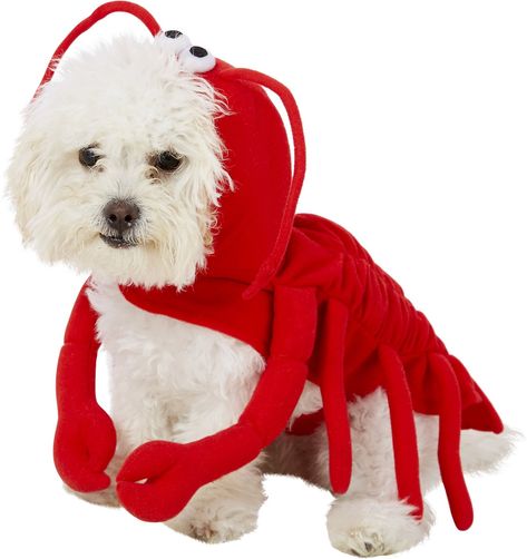 Frisco Lobster Dog & Cat Costume, X-Small - Chewy.com Lobster Outfit, Sea Creature Costume, Lobster Costume, Maltese Dog, Animal Costumes, Dog Raincoat, Dog Halloween Costumes, Mermaid Costume, Beautiful Mermaids