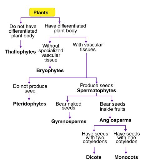 Plant Kingdom Notes Class 11, Kingdom Plantae, Study Biology, English Projects, Chemistry Notes, Class 11, Science Notes, Biology Notes, Study Schedule