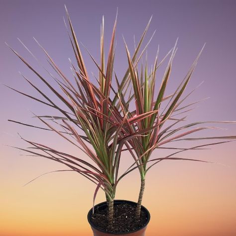 Madagascar Dragon Tree (Dracaena marginata) Indoor Care, Propagation and Problems Dragon Tree Plant, Plants For Indoors, Dracaena Draco, Madagascar Dragon Tree, Dracaena Sanderiana, Dracaena Fragrans, Dragon Blood Tree, Ribbon Plant, Dracaena Marginata