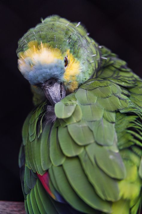 Blue-fronted Amazon parrot. Parrot Types, Wallpaper Dog Aesthetic, Animals And Pet Supplies, Unusual Beauty, Dog Tattoo Ideas, Birds Parrots, Wallpaper Dog, Colourful Birds, Parrot Pet