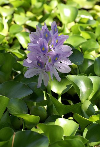 Wasserhyazinthe, dickstielige / common water hyacinth (Eichhornia crassipes) Common Water Hyacinth, Logo Idea, Colour Ideas, Water Hyacinth, Water Colour, Water Lilies, Water Garden, Lily, Plants