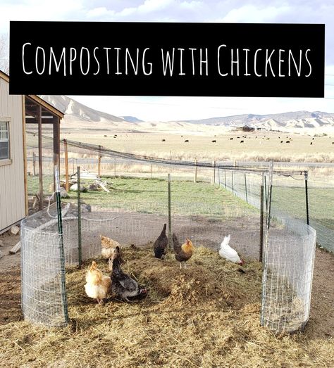 Compost Pile In Chicken Run, Compost In Chicken Run, Chicken Compost, Compost Area, Chicken Run Ideas Diy, Chicken Composting, Chicken Coop Diy, Compost Bin Diy, Coop Run