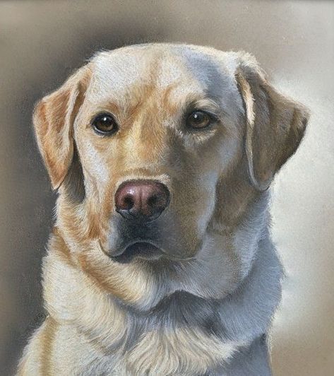 Embroidery Animals, Animal Paintings Acrylic, Pet Diy, Canvas Art Painting Acrylic, Painting Cross Stitch, Yellow Labrador Retriever, Black Lab Puppies, Yellow Labrador, Dog Photo