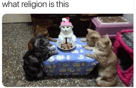 32 Hot And Fresh Caturday Memes To Start The Party Cat Celebrating, Cats Sitting, Gatto Carino, Funny Cat Compilation, Cat Birthday Party, Cat Party, Cat Birthday, Cute Kittens, Funny Cat Videos