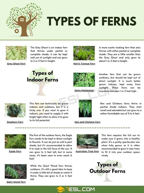 Types of Ferns Types Of Fern Plants, Australian Tree Fern, Fern Images, Wood Fern, Indoor Ferns, Types Of Ferns, Fairy Garden Pots, Australian Trees, Staghorn Fern