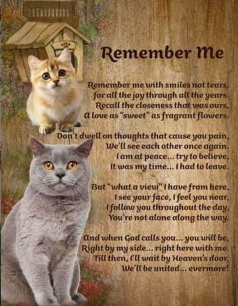 Losing A Pet Quotes, Pet Poems, Cat Poems, Cat Love Quotes, Cat Lover Quote, Colorful Hairstyles, Loss Of Pet, Cat Loss, Pet Remembrance