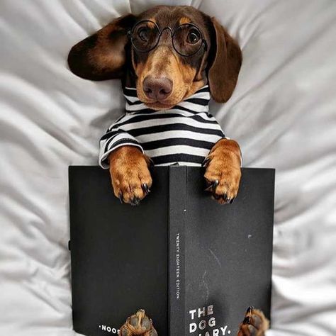 Dachshund Dog Reading Book Weeny Dogs, Group Of Cats, Cat Hacks, Cat Quotes Funny, Silly Cats Pictures, Dachshund Love, Beagle Dog, Cute Funny Dogs, Cat Quotes