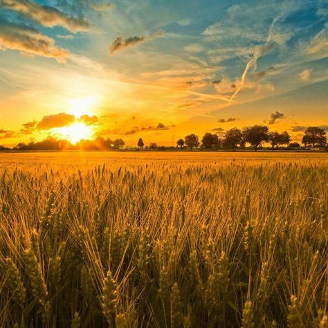 Sunset Music, Rock N Roll Aesthetic, Gold Sunset, Food Gardening, Field Wallpaper, Background Ideas, Wheat Fields, Wall Papers, Cottagecore Aesthetic