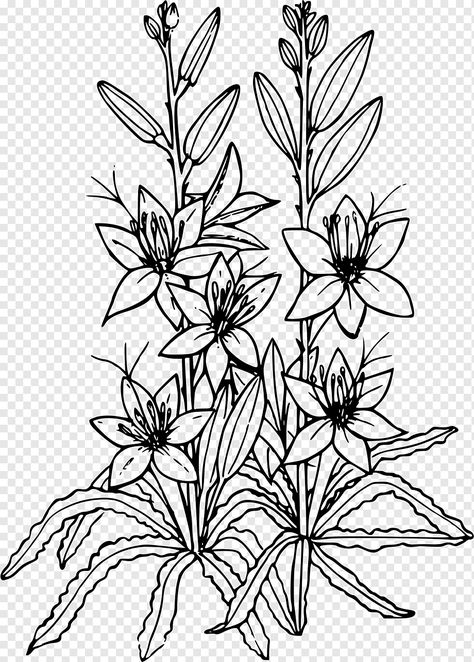 Plant Coloring Pages, Desert Lily, White Flower Png, Lily Drawing, Desert Tattoo, Dandelion Drawing, Lilies Drawing, White Lily Flower, Pencil Drawings Of Flowers