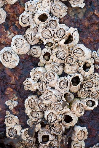 Barnacles at Halibut Point Rockport Massachusetts, Texture Inspiration, A Level Art, Organic Form, Natural Forms, Ocean Life, Patterns In Nature, Color Textures, Nervous System