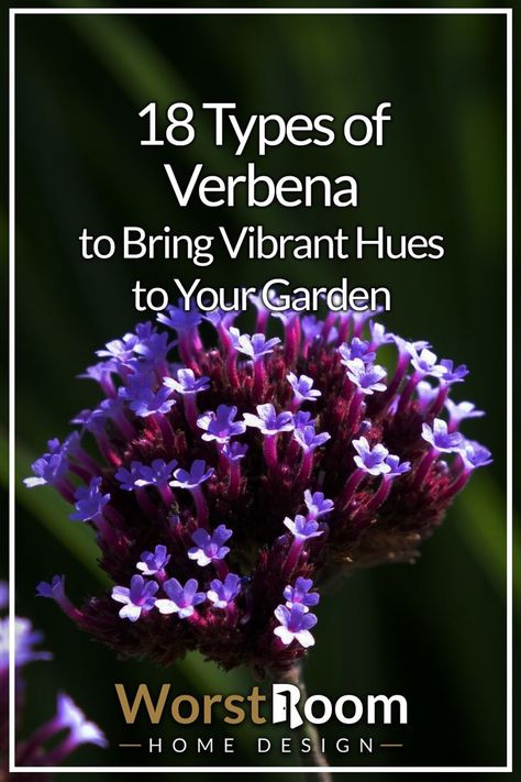 Types of Verbena Verbena Plant, Shade Perennials, Drought Tolerant Plants, Fragrant Flowers, Shade Plants, Flowers Garden, Planting Bulbs, Drought Tolerant, Outdoor Plants