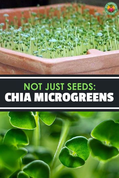 Chia Microgreens, Chia Sprouts, Sprouting Chia Seeds, Growing Chia Seeds, Microgreens Garden, Microgreens Recipe, Growing Sprouts, Chia Benefits, Tattoo Plant