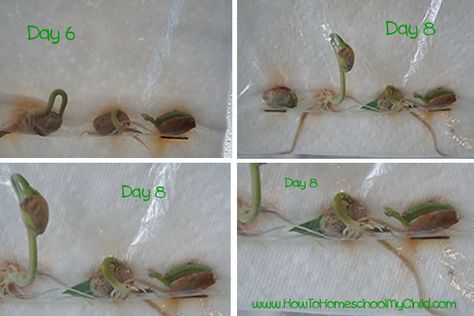 Bean Plant Experiment for Kids – Update Plant Experiments For Middle School, Bean Science Experiment, Bean Growing Experiment, Plant Experiments First Grade, Plants First Grade Science, Plant Experiments, How Plants Grow, Pre-k Science, Bean Plant